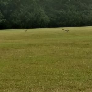 Meet your Posher, Charles